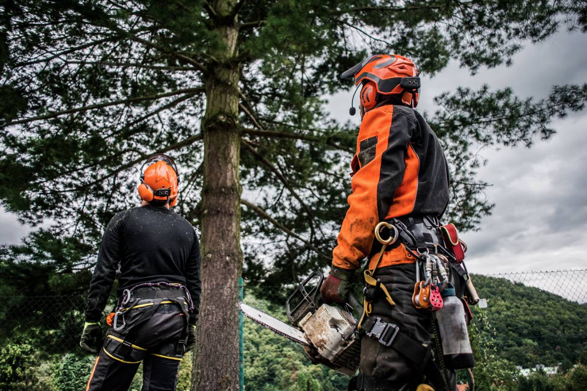 A rear view of arborist men with chainsaw cutting a tree, planning.