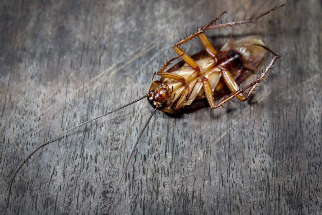 Roaches lie dead on wooden floor, Dead cockroach ,Close up face , Close up roaches